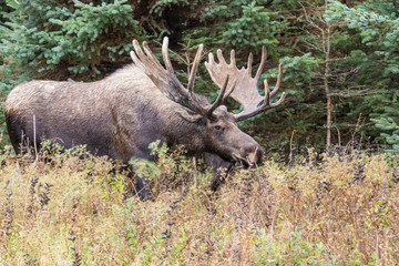 Alaska Yukon Bull Moose in Velvet