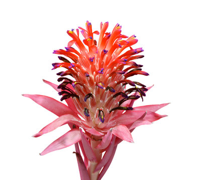 Closeup of a bromeliad (Tillandsia Stricta) in full bloom isolated in white background