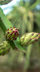 the flowers of dragon fruit on the farm in Indonesia