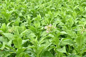 Tobacco farm Tobacco flowers