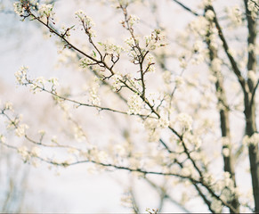 Cherry tree blossoms