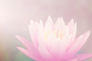 Lotus flower in pastel colors sweet background