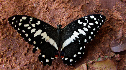 Papillon
