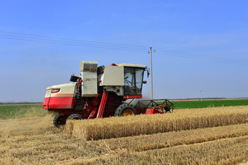 Fototapeta premium Harvester in wheat