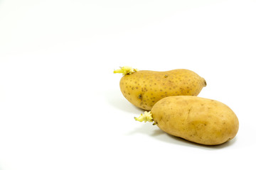 Potato isolate