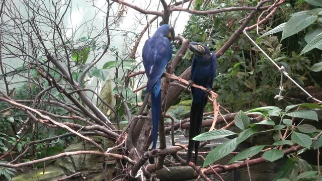 Vibrant blue Hyacinth macaws ( Anodorhynchus hyacinthinus ), wide view
