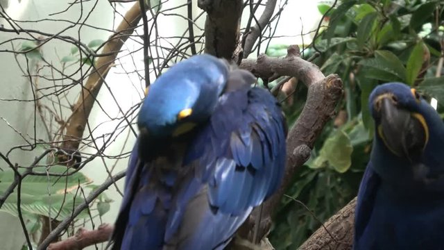 Vibrant blue Hyacinth macaws ( Anodorhynchus hyacinthinus ) , close up