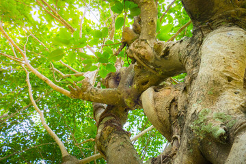  under gree tree canopy during autumn