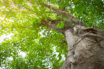 Fototapeta premium under gree tree canopy during autumn