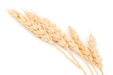 Ears of wheat