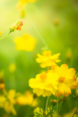 The background image of the colorful flowers