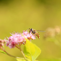 Bee