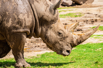 Fototapeta premium Rhino at the zoo