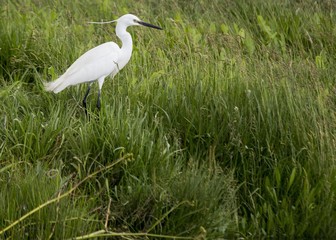 Little Egret