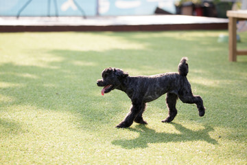 Puppies in the playground
