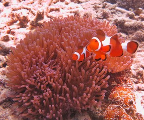 Fototapeta na wymiar clownfish and sea anemones found in coral reef area at Redang island, Malaysia