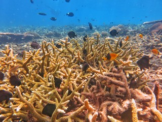 Fototapeta na wymiar coral found in coral reef area at Redang island, Malaysia