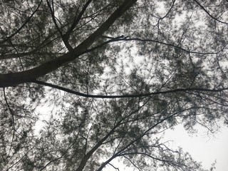 oak tree with sky background