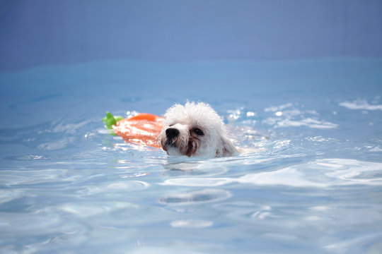 Puppies swimming