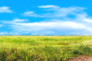 Fototapeta na wymiar Green grass with blue sky