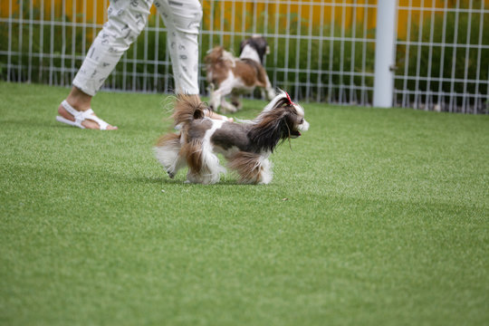 Puppies in the playground