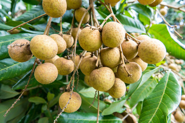 Fresh longan fruit on tree in the garden Chiang Mai and Lamphun Thailand. Tropical fruit.