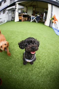 Puppies in the playground