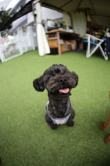 Cute black poodle