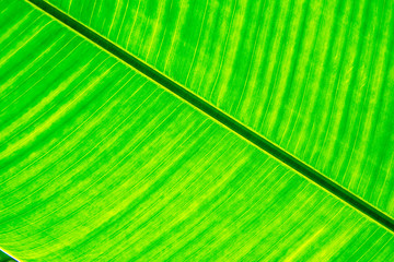 Green natural leaf texture and background