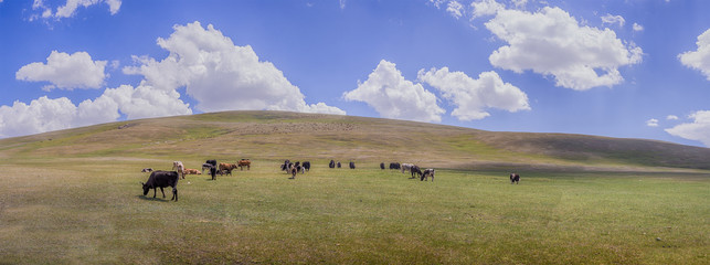 Cows grazing in green meadow with fluffy clouds in sky