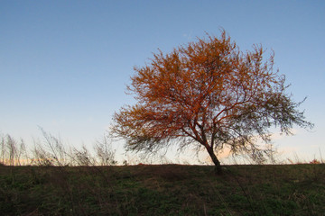 Obraz premium Tree at sunset