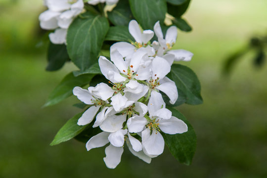 Branch with white flowers of apple