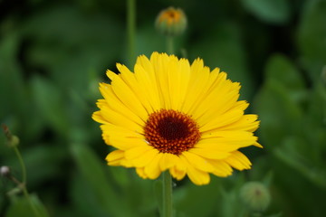 Calendula flower