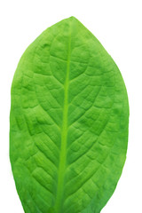  Fresh green leaf isolated on white  background with clipping path.