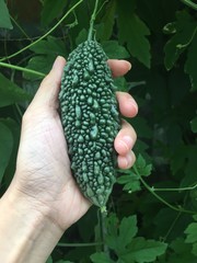 balsam pear