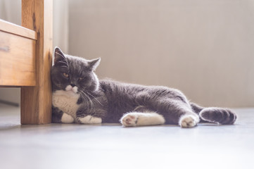 Gray British shorthair cats, indoors