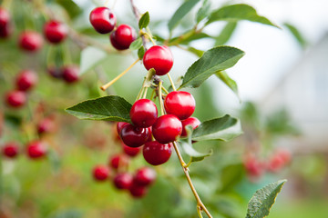 Red Cherries on Branches