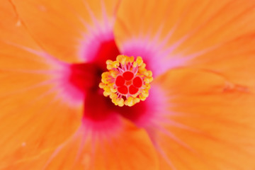 Orange hibiscus flower