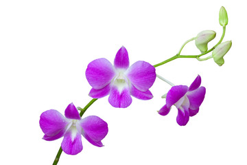 Pink and Whtie Orchids ,Pink flowers blooming isolated on white background. Dendrobium is a huge genus of orchids
