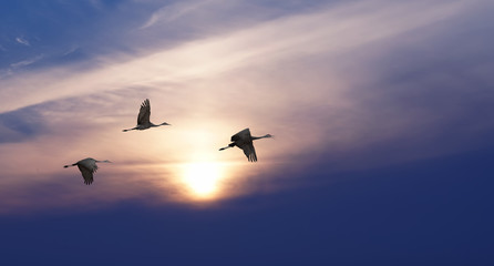 Birds at sunset or sunset with copy space
