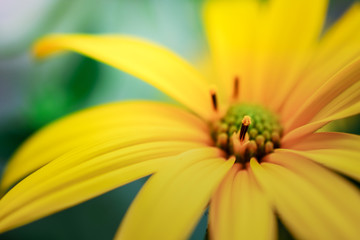 mexican sunflower close up on background