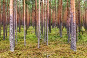 Fototapeta na wymiar northern pine forest