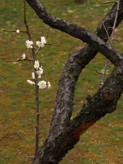 Fototapeta premium 白梅の枝