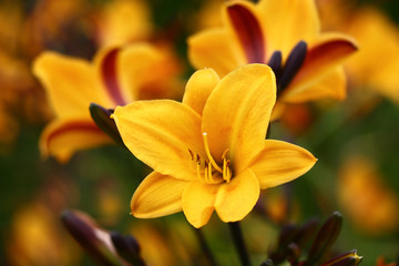 Hemerocallis flower. One of many./Bright flower of a day lily of yellow color among many same.