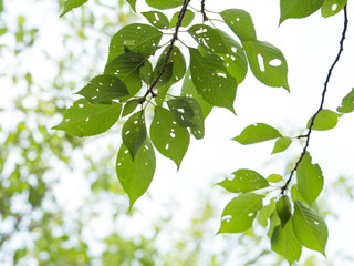 虫に食われた桜の葉