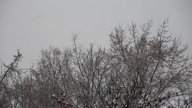 Winter landscape in snow-covered park.