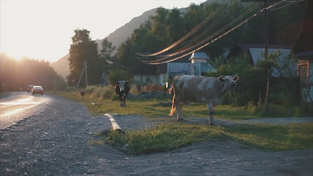 Relaxed cows on a green meadow.Trees and mountain. Country road