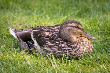 Female Mallard Duck