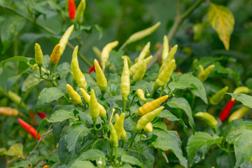 chili peppers on the tree in garden.
