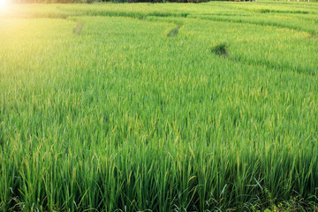 rice field